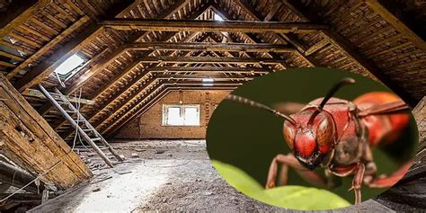 killing red wasp in metal house|red wasps in house.